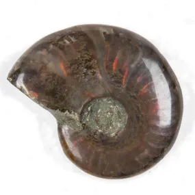 Authentic 3D Rainbow Opalized Ammonite from Madagascar