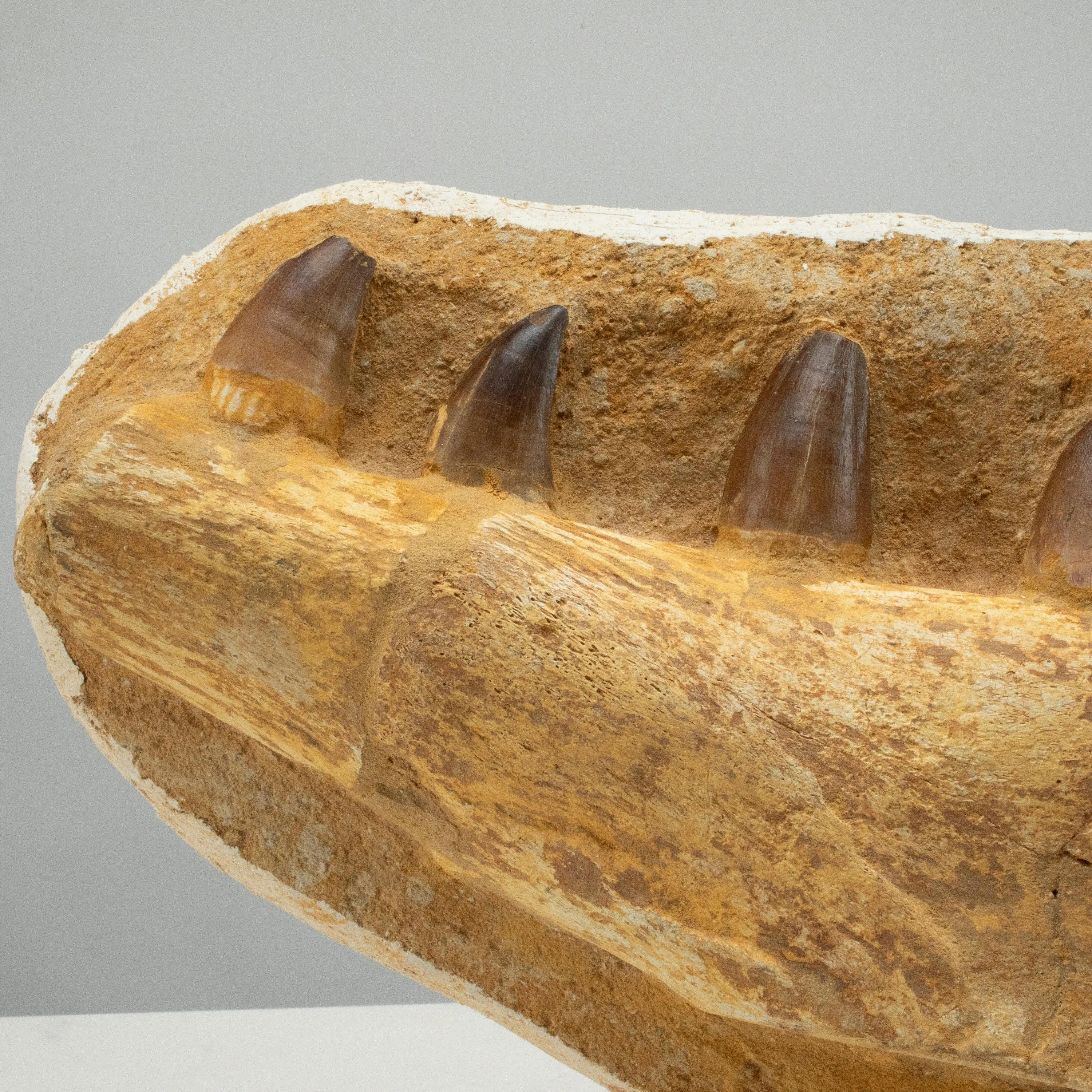 Mosasaurus Jaw and Teeth Fossil in Matrix - 20in.